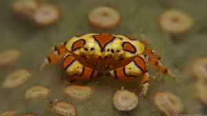 Gaudy Clown Crab (Platypodiella spectabilis) by Brad Ryon 